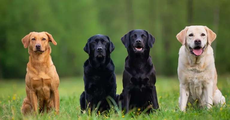 Labrador retriver